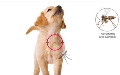 Leishmaniosis: qué es y cómo prevenirla