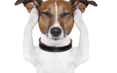 Tratamiento y prevención de otitis en perro