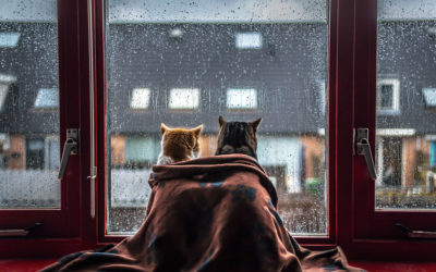Gatos comportamiento y las ventanas