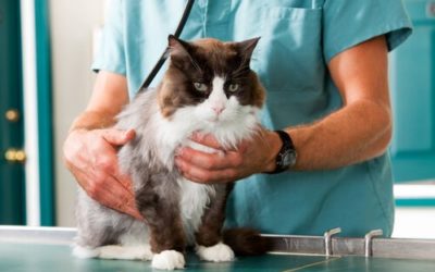 La visita del gato al veterinario