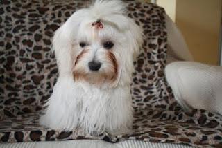 Camino de lágrimas en ojos de perro