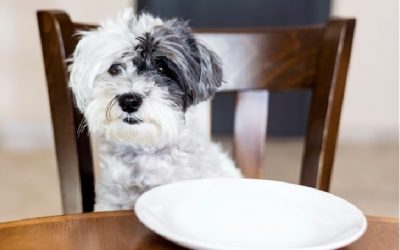 Alimentos prohibidos en perros