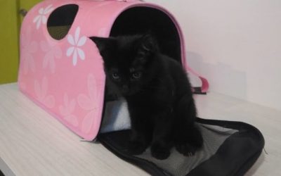 Tiña en gatos