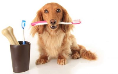 Enfermedad dental en perros y gatos