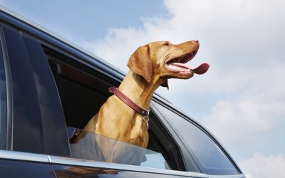 El golpe de calor en perros y gatos