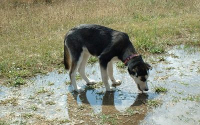 Leptospirosis canina