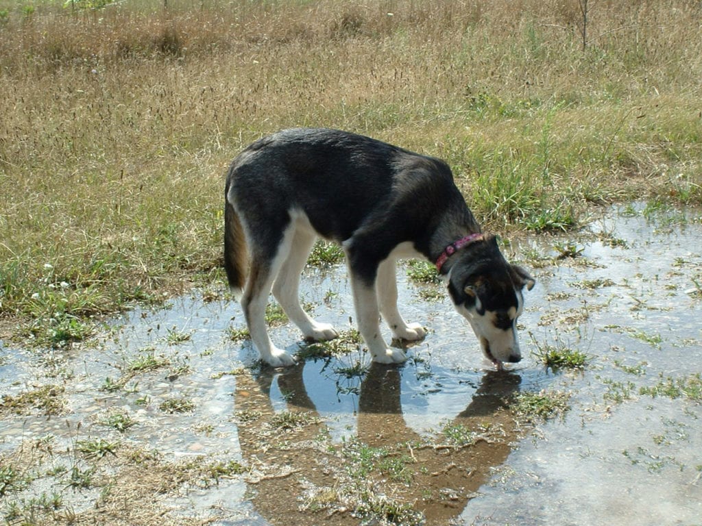 Leptospirosis canina | PreventyVet Veterinario en Zaragoza