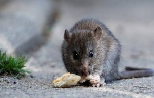 Rata reservorio natural bacteria leptospira