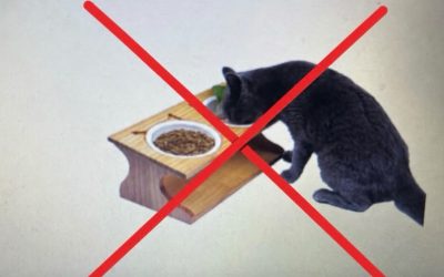 Peculiaridades de los felinos